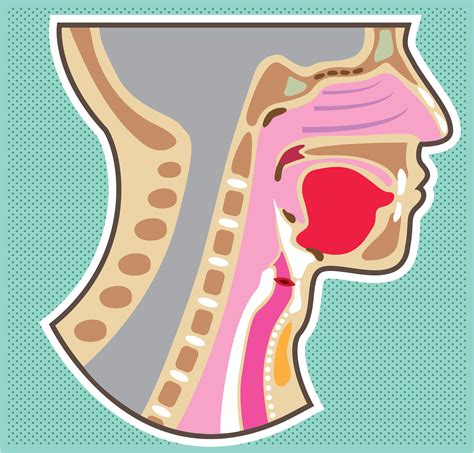 Human Throat Anatomy