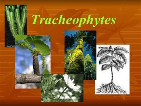 Division Tracheophyta Vascular Plants Characteristics and Classification - YouTube