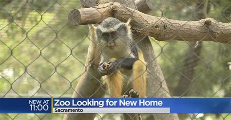 Sacramento Zoo Looking For Bigger Location Where It Can Expand - CBS ...