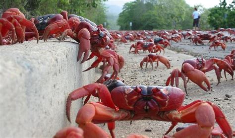 Giant Coconut Crab Attacks