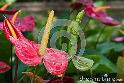 Spadix (botany) Stock Photo - Image: 60088230