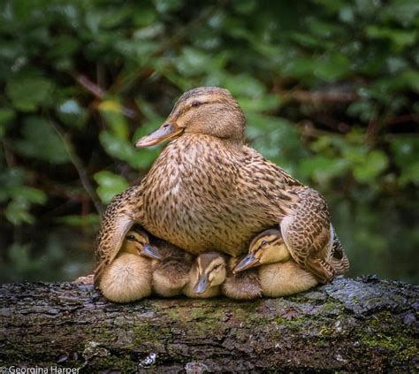 George Harper Photography •• A tender moment when a mallard mother shelters her young ducklings ...