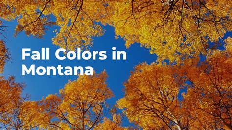 Fall Colors in Montana - A Yellowstone Life