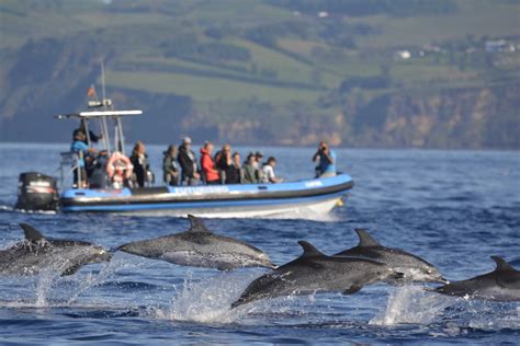 Whale Watching & Islet Vila Franca do Campo Tour | Book Now