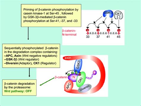 The APC gene product is a critical component of the APC/b-catenin... | Download Scientific Diagram