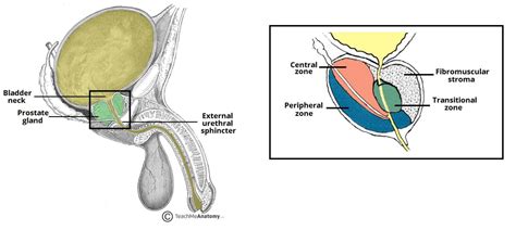 The Prostate gland is the G-spot in men, Dr. Nyarkotey - Rafamall