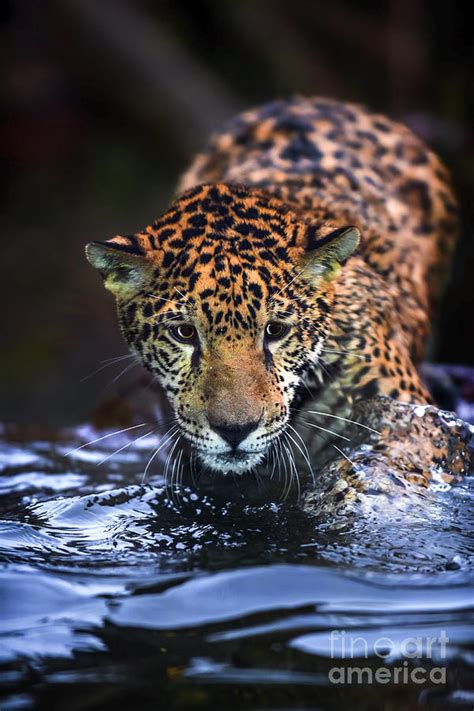 Jaguar In The Water Photograph by Krzysztof Wiktor