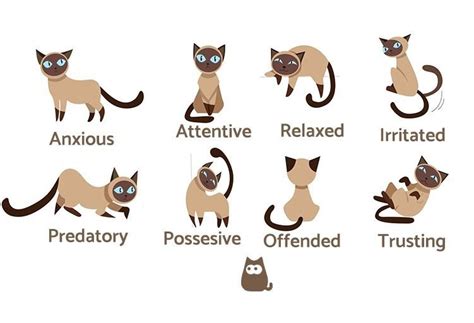 Cat Body Language - Examples and Pictures