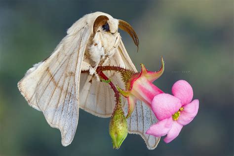 The bride, revisited - Bombyx mori | Silkworm moths look lik… | Flickr