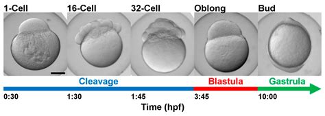 Zebrafish Embryo Stages