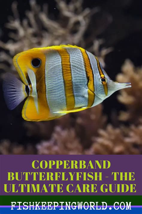 Copperband Butterflyfish - The Ultimate Care Guide | Butterfly fish, Fish pet, Species