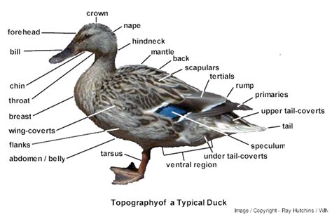 Ana & Physio Ref. 1 - External Appearance of a Typical Duck | Decoy carving, Bird anatomy ...