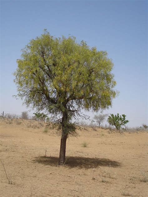 Khejri, the tree that inspired Chipko movement, is dying a slow death | Research News - The ...