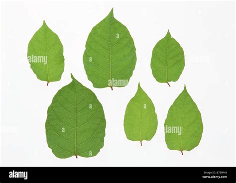 Leaves of Japanese knotweed Stock Photo - Alamy