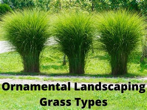 Ornamental Landscaping Grass Types | Flowersandflowerthings