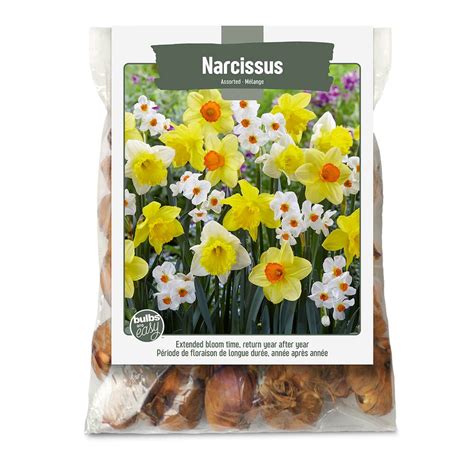 Bulbs Are Easy, Narcissus Bulbs, Assorted Varieties, Home Garden ...