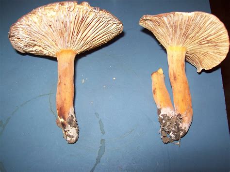 Gymnopilus junonius ID please - Mushroom Hunting and Identification - Shroomery Message Board