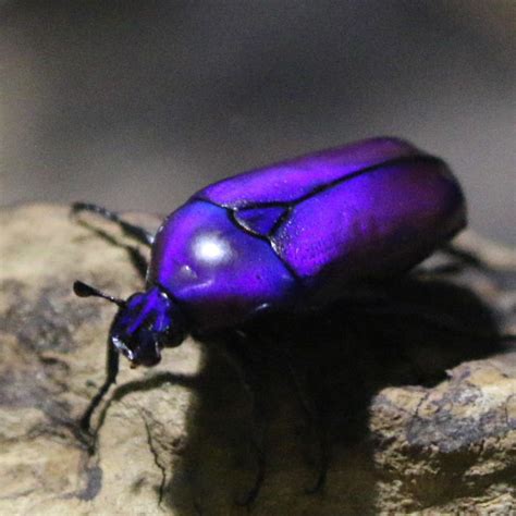 Purple Jewel Beetle