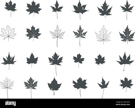 Maple leaf silhouettes, Maple leaf icon, Maple leaf vector illustration,Maple leaf outline ...