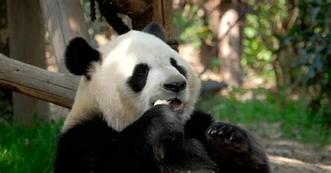 Giant Panda Bear Eating Bamboo, Stock Video - Envato Elements