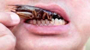 Will Cockroaches Crawl in Your Mouth? - Cockroach Zone