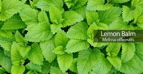 Lemon Balm Plant Care: Growing Melissa Officinalis