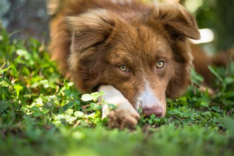 Cute Pictures of Australian Shepherds | POPSUGAR UK Pets Photo 3