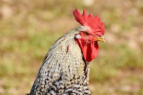 Hahn Rooster Head Poultry - Free photo on Pixabay