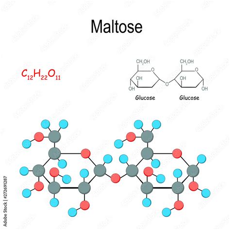 Maltose. Chemical structural formula and model of molecule Stock Vector ...