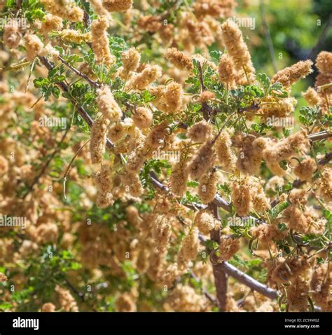 Mesquite tree arizona hi-res stock photography and images - Alamy