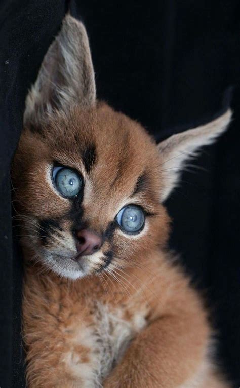 A stunning blue-eyed Caracal | Pretty cats, Cats, Baby animals