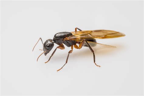 Carpenter Ant Control | Get Rid of Ants | Rose Pest