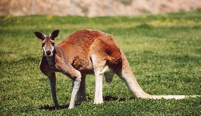 Animals: Red Kangaroo