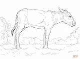 Dibujo De Burro Para Colorear  Dibujos Imprimir Gratis sketch template