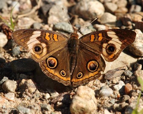 Buckeye Butterfly by natureguy on DeviantArt