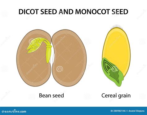 Dicot Seed And Monocot Seed: Similarities And Differences. Vector Illustration | CartoonDealer ...