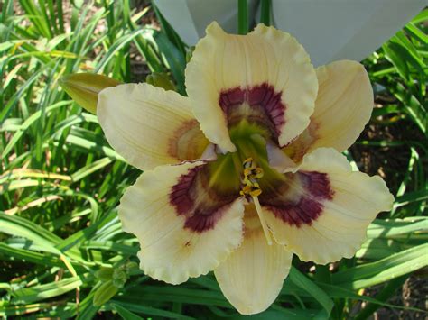 Earthly Treasures Daylily Garden - BARCODE*