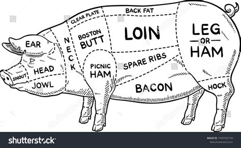 Pork Cuts Drawing Photos, Images & Pictures | Shutterstock