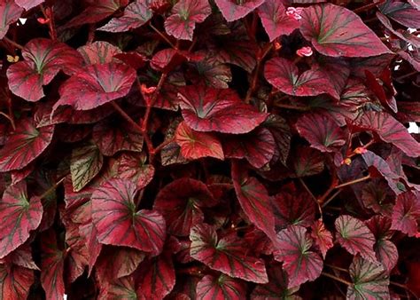 PopleBackyardFarmOfficial: Red Rex Begonia propagation