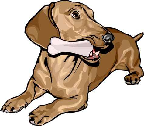 Download Vector Illustration Of Cute Dachshund Dog Lying Down - Dog Eating Bones Clipart - Png ...