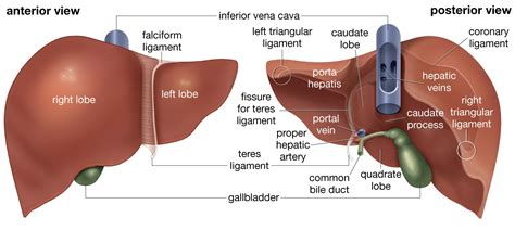 Anatomy, Functions and Conditions of liver - Medical Yukti