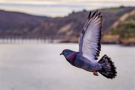 Homing pigeons find their way home by smelling the air - TheScienceBreaker