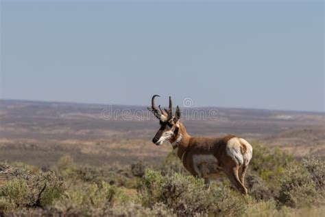 Pronghorn Antelope Buck in the Desert Stock Image - Image of antelope, colorado: 123005265