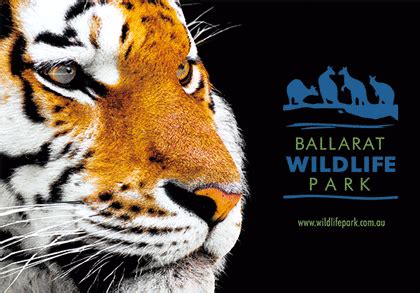 Ballarat Wildlife Park Tiger - The 3D Factory