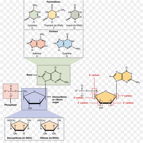 Asam Nukleat, DNA, RNA gambar png