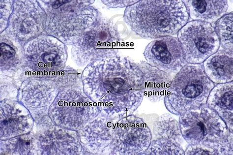 Coregonus sp. Whitefish. Blastodisc. Mitosis. Transverse section. 1000X - Anaphase - Mitosis ...