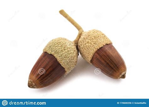 Quercus ilex acorns foto de stock. Imagem de contido - 170600256