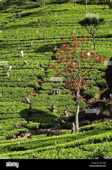 Tea Plantation, Nuwara Eliya Stock Photo - Alamy