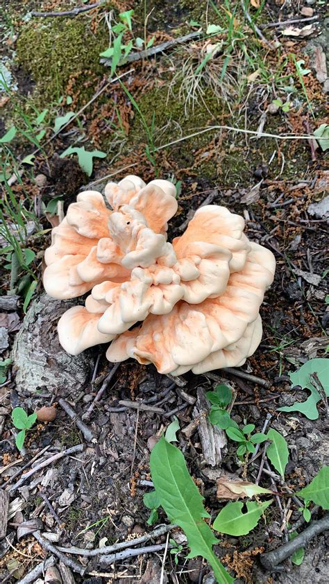 First find! I believe it’s Chicken of the Woods. : r/mycology