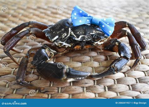 Funny Crab on a Wicker Background Stock Image - Image of wild, claw: 206041937